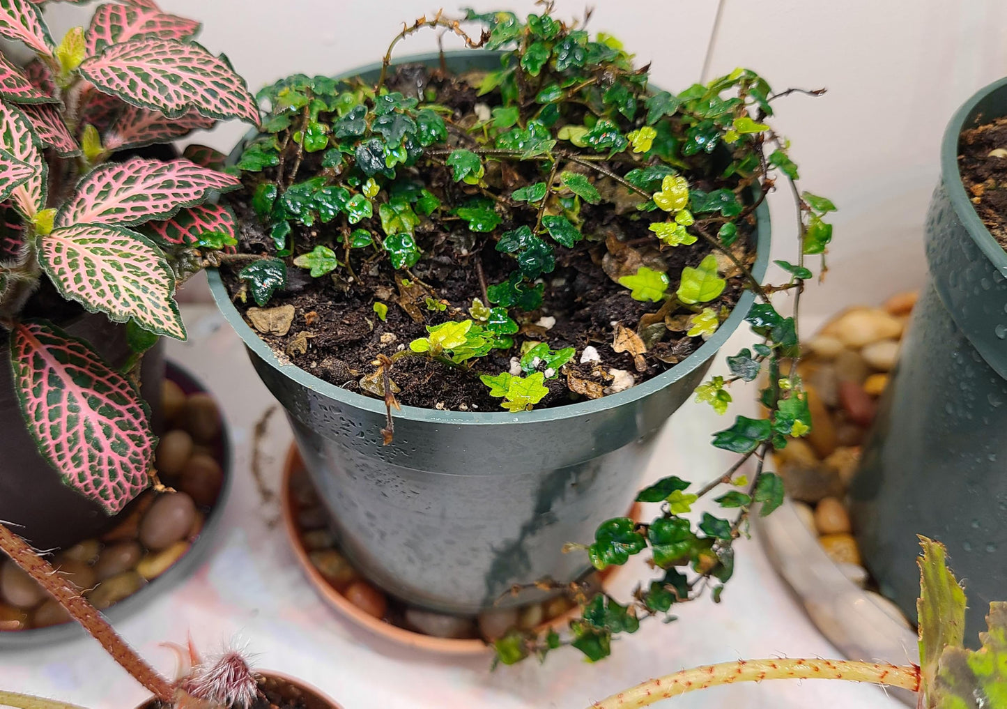 Ficus Pumila Quercifolia | 3 Live Plants | Oak Leaf Creeping Fig, Easy-Care Indoor/Outdoor Trailing Vine Plant, Perfect for Walls and Ground Cover
