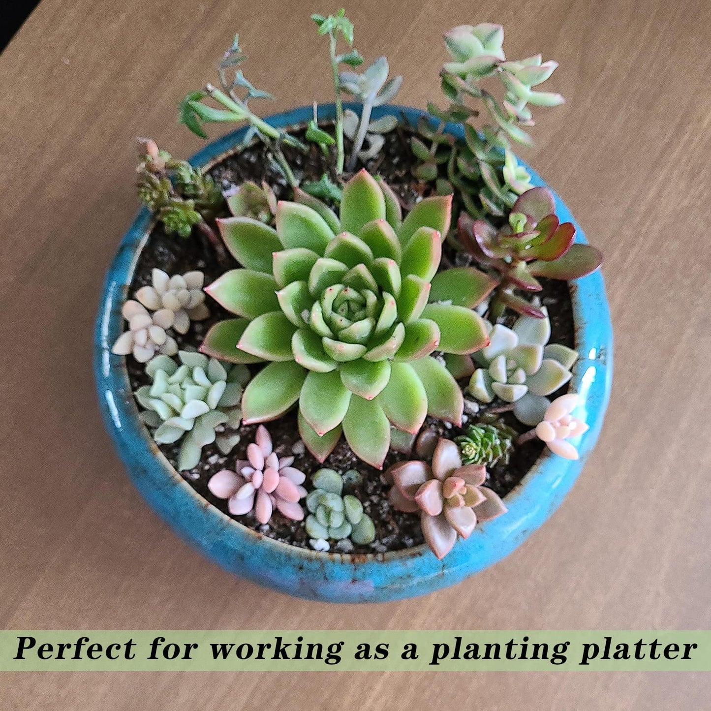 ARTKETTY Succulent Pots - Large Succulent Planters with Drainage, 7.3 Inch Ceramic Bonsai Pots with Bamboo Tray Set of 2, Shallow Cactus Flower Planter Bowl for Indoor