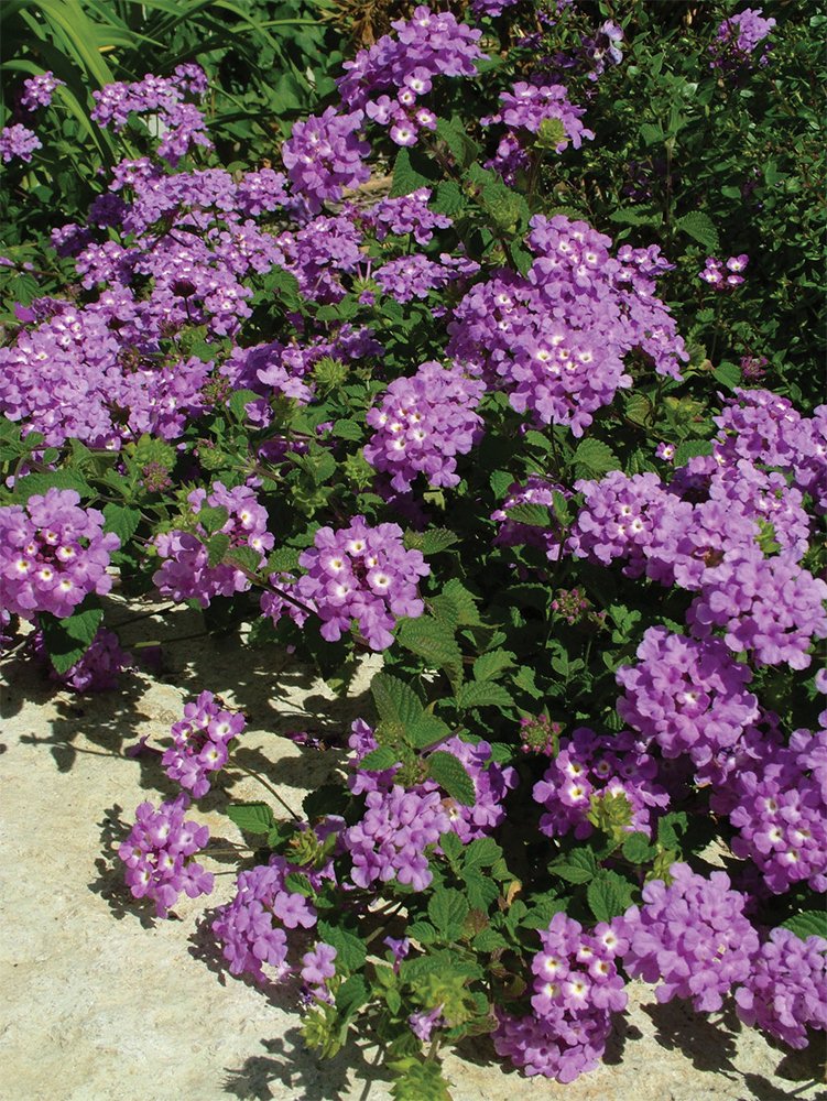 American Plant Exchange Lantana 'Lavender' – 6-Inch Pot – Live Flowering Shrub with Soft Purple Blooms, Heat-Tolerant Outdoor Plant for Patios, Gardens, Containers & Pollinator Landscapes