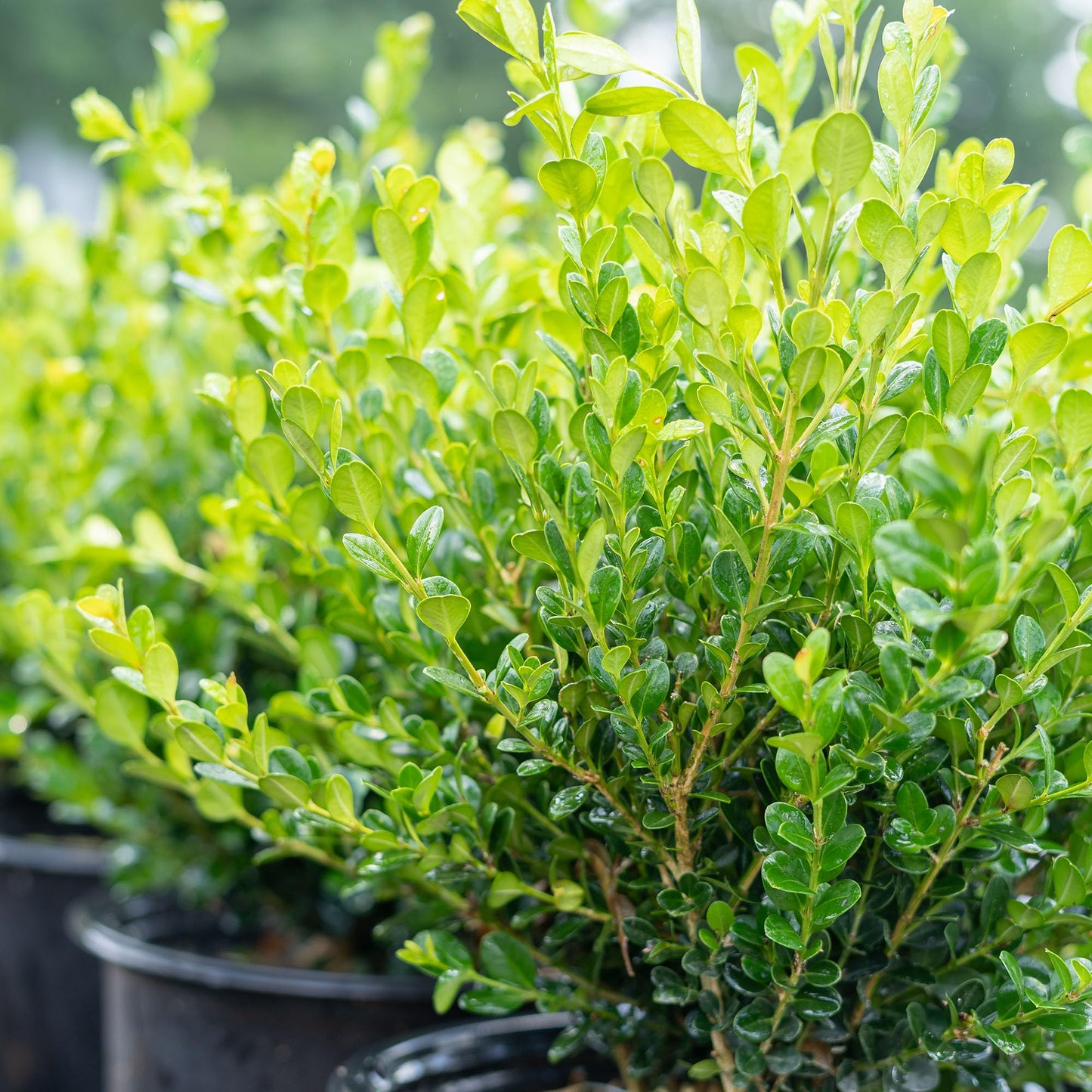 Perfect Plants Winter Gem Boxwood 1 Gallon | Live Shrub for Landscaping, Topiary, Hedges | Evergreen & Low Maintenance