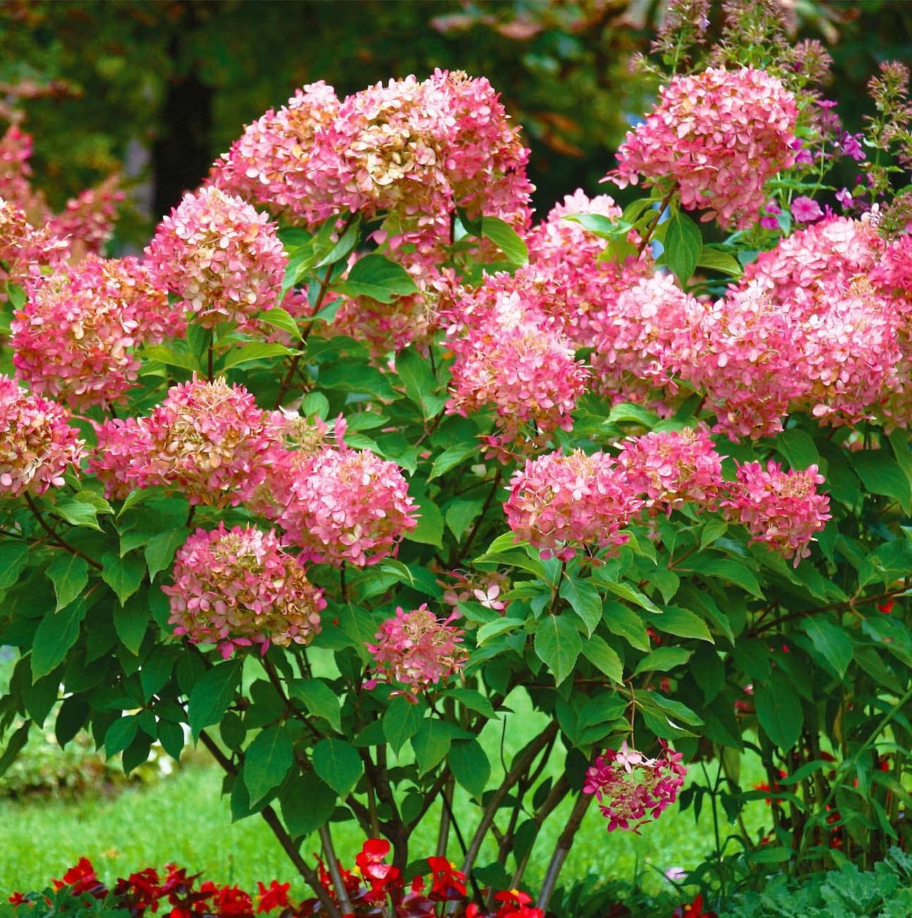 Votaniki Peegee Pink Hydrangea 1-2 Ft Plant- Perennial Flower, Peegee Pink Panicule | Beautiful & Low Maintenance Shrub with Pink Blooms (1 Pack)