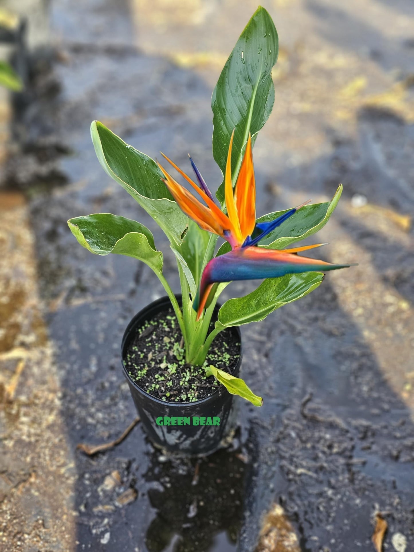 Green Bear Garden Bird of Paradise Plant, Live Tropical Strelitzia Reginae, Indoor Outdoor Houseplant (Orange, 1 Gall Trader Pot 12" to 18" or Bigger)