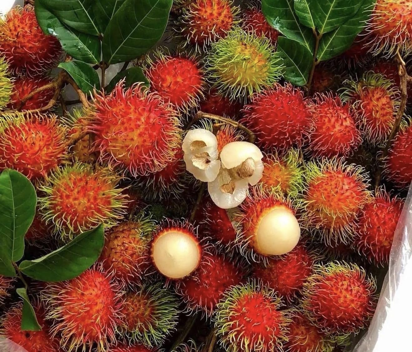 Big Rambutan Plant (Nephelium lappaceum) Tropical Live Fruit Tree (2-3ft)