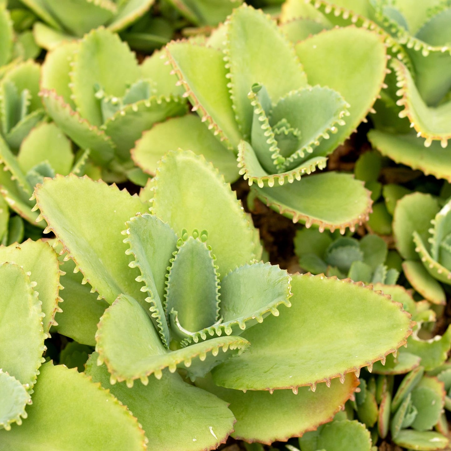 Mother of Thousands Plant, 2 Inch Pot Kalanchoe Plant, Kalanchoe Mother of Thousands Plants Live Potted Houseplants Succulent