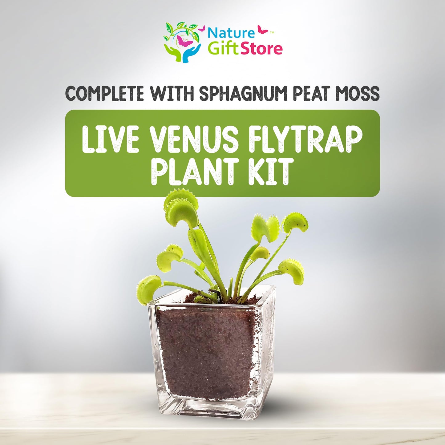 Venus Fly Trap Live Plant with 2.5" Classy Glass Cube Pot - Carnivorous Insect-Eating Plant - Carnivorous Plants Soil and Live Venus Flytrap