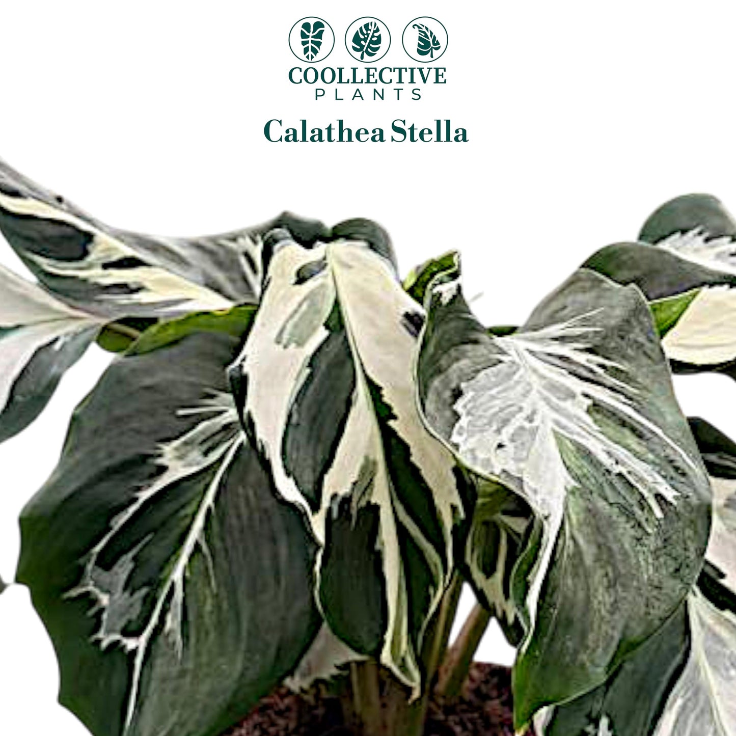 CoollectivePlants Calathea Stella Live Plant in 4" Growers Pot – Easy Care Indoor Tropical Houseplant, Low Maintenance Prayer Plant, Pet Safe Decorative Foliage Plant for Home or Office
