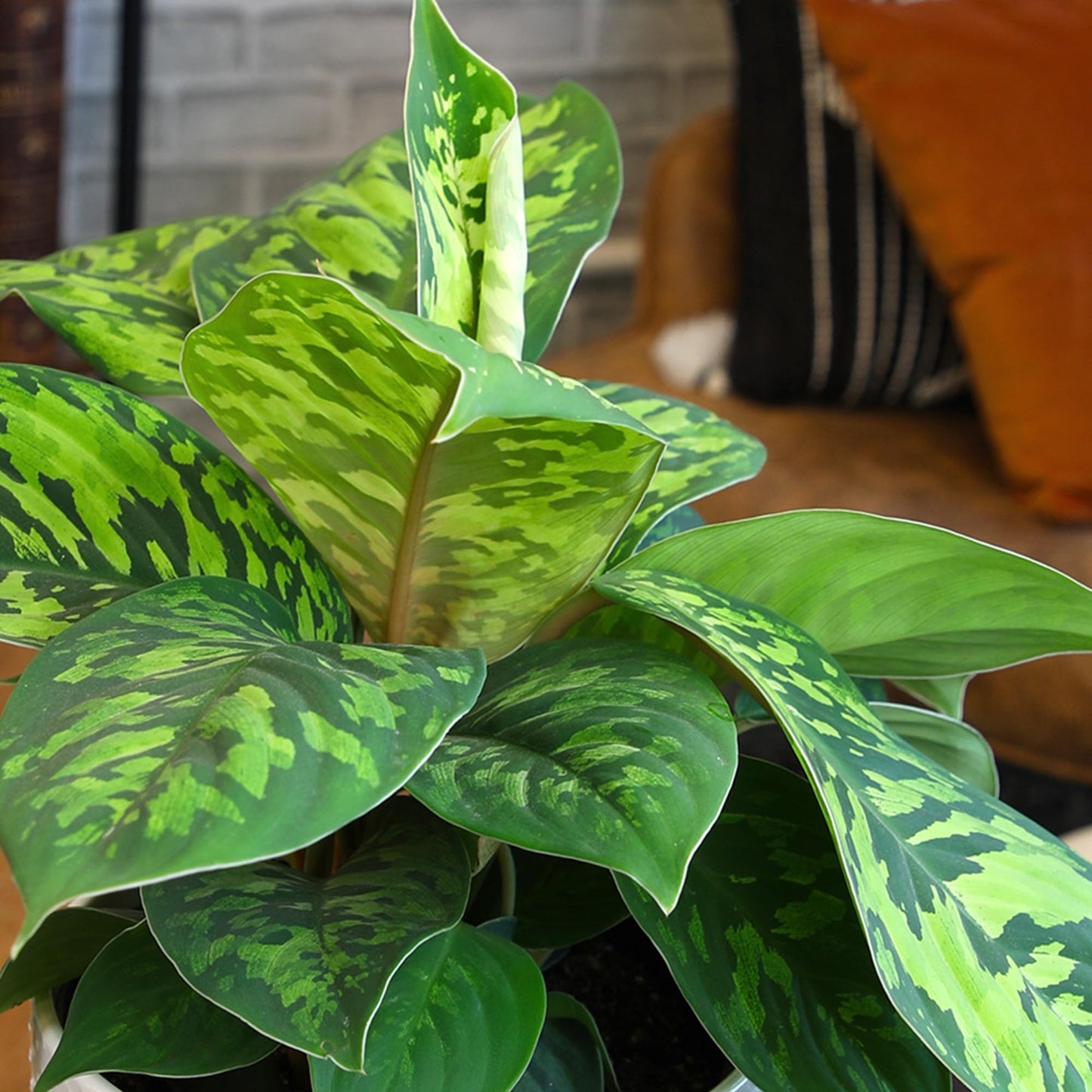 Homalomena Wallisii Camouflage, Live Houseplant Decor in 6" White Pot, Easy Gift, Variegated Houseplants, Desk & Office Plants, Decorative Plants by Plants for Pets