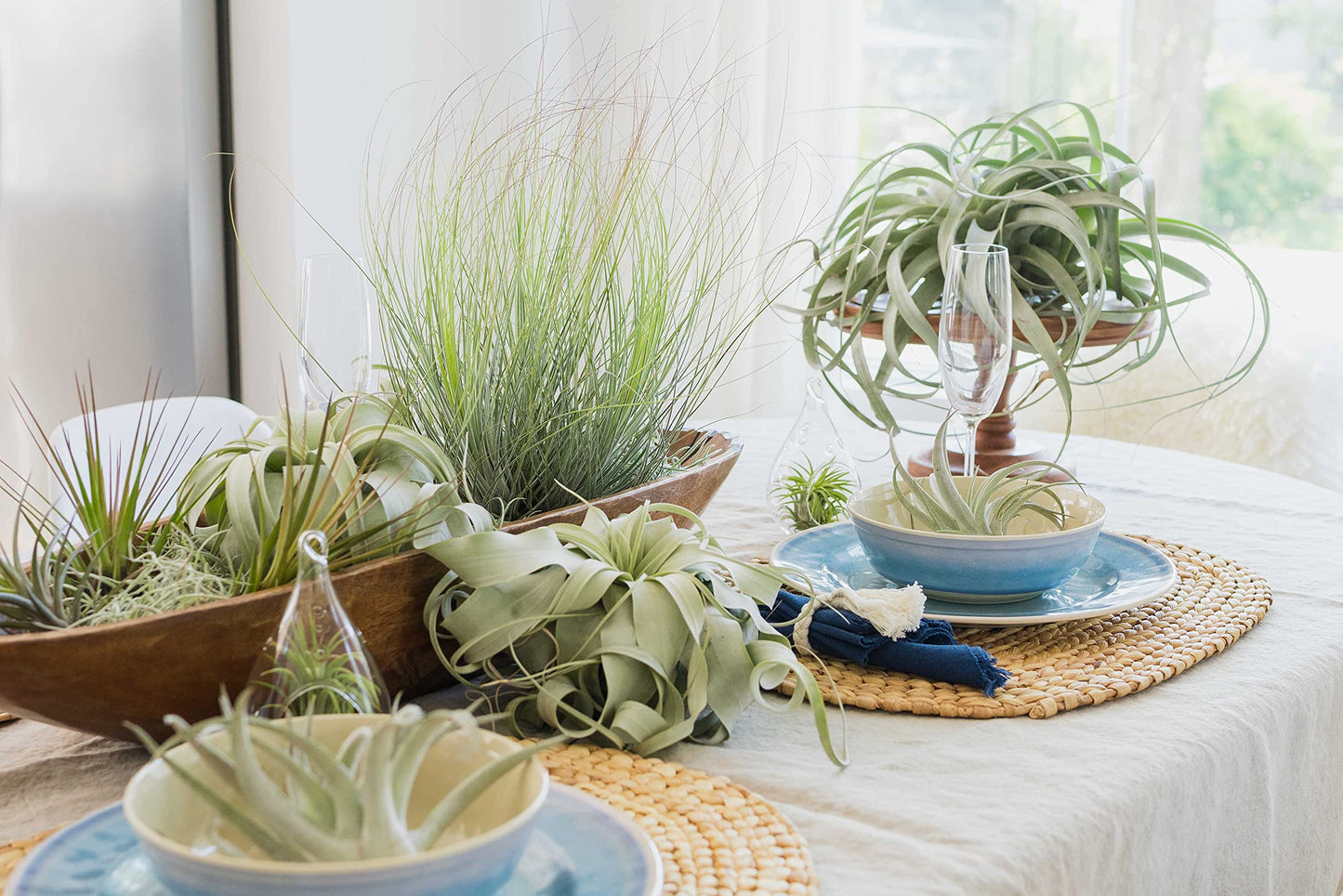 Tillandsia Duratii - Live Tillandsia Succulent House Plants - Home and Garden Decor - Easy Care Indoor/Outdoor Plants (Pack of 3)