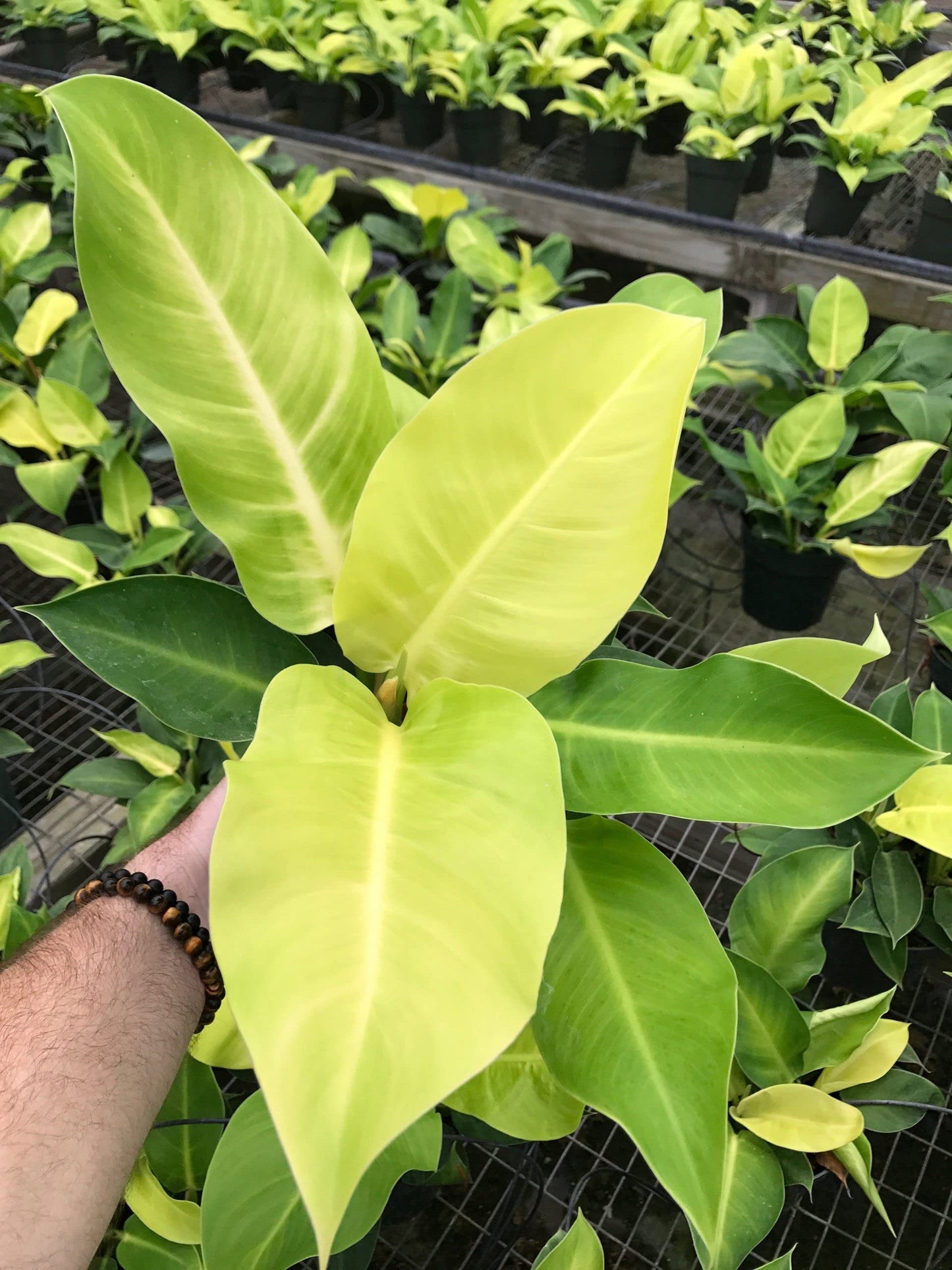 Philodendron Moonlight - 5 Live Plants in 4 Inch Growers Pots - Philodendron 'Moonlight' - Extremely Rare Indoor Air Purifying Houseplant