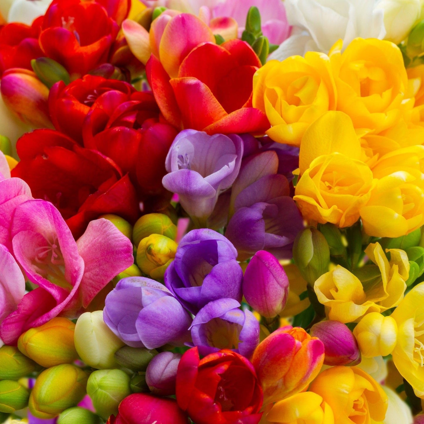 Easy to Grow Freesia 'Bountiful Bouquet Collection' Plant Bulbs (60 Pack) - Fragrant Single Flowering Blooms in Spring Gardens