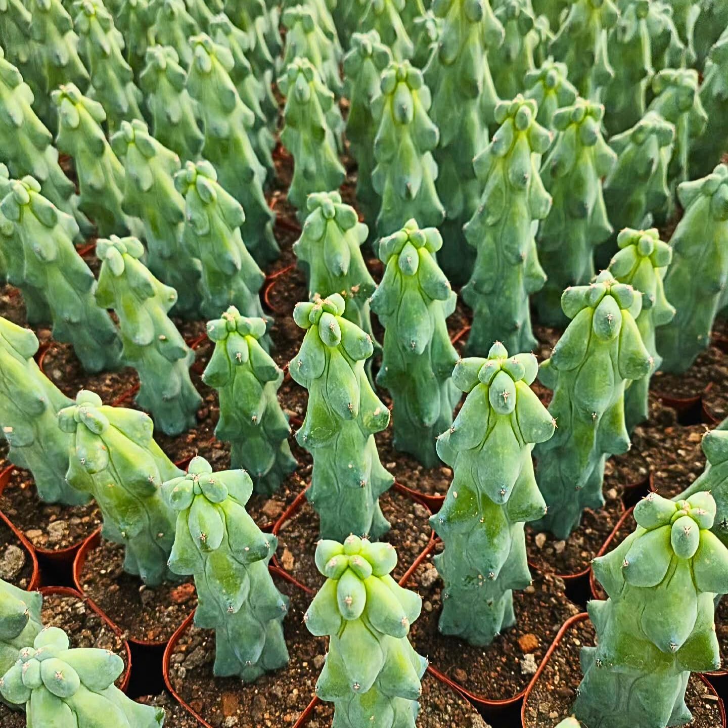 Boobie Cactus Live Plant - Myrtillocactus Geometrizans Fukurokuryuzinboku - 5-6 Inch Height, Unique Succulent Cactus for Indoor and Outdoor Home and Garden Decor, Low Maintenance and Drought-Tolerant