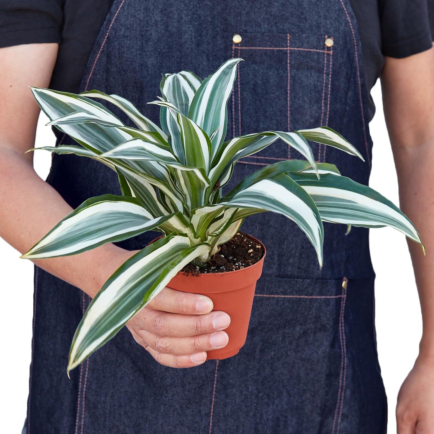 Dracaena 'Warneckii White Jewel'-4" Pot - Live Plant Easy Care, Low Maintenance for Home Decor - Air Purification Houseplant