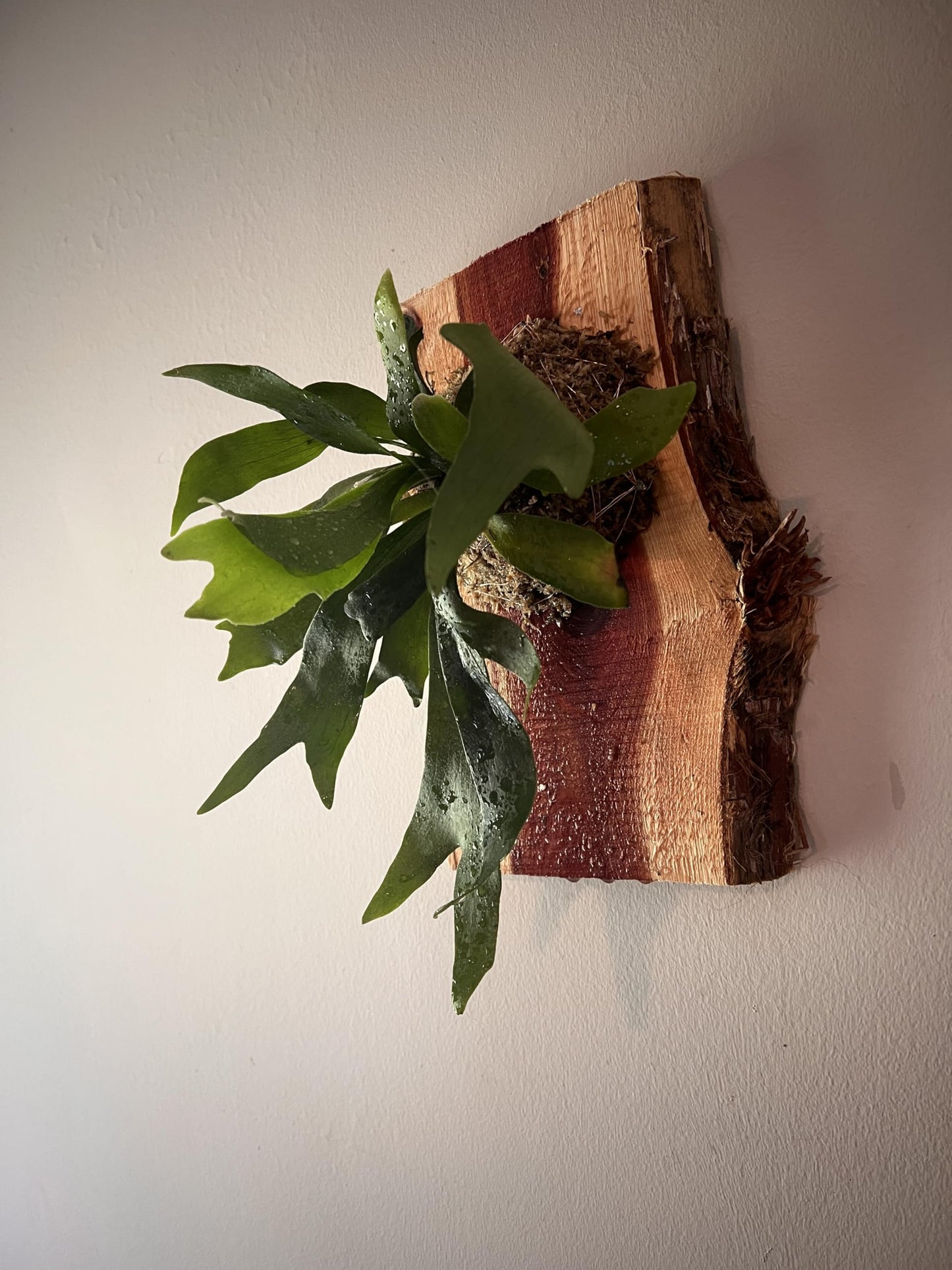 Live Staghorn Fern Wall Mount on Natural Aromatic Cedar Wood Plaque with Live Moss (Staghorn Fern, Meduim)