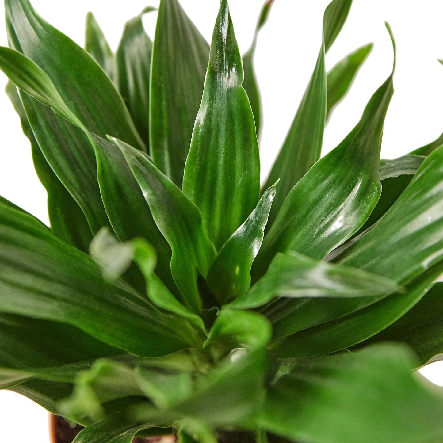 8 Pack Dracaena 'Janet Craig' in 3in Pot - Live Plants Tropical Houseplants | Variegated | USA Growers | The Snobby Leaf