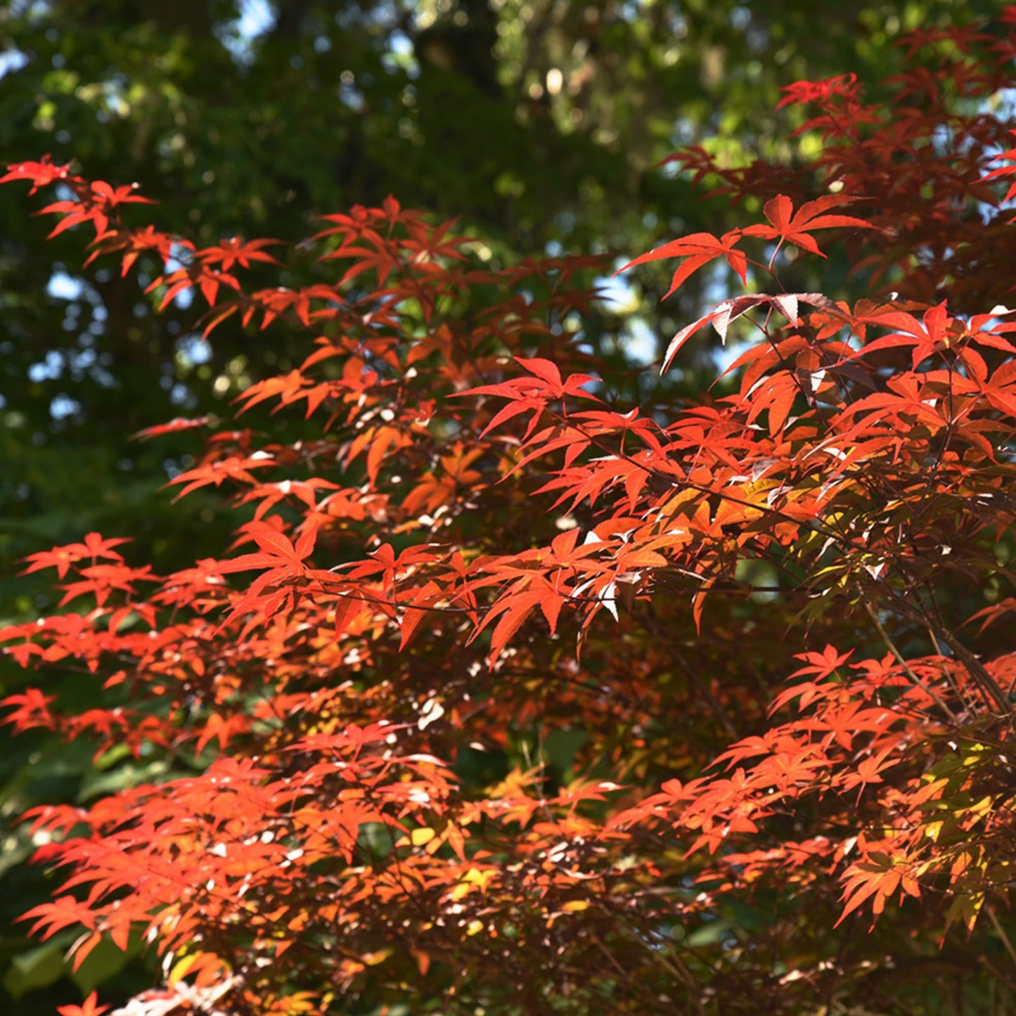 PERFECT PLANTS Bloodgood Japanese Maple Tree 1 Gal. | Live Plant for Beautiful Autumn Color | Red Leaf Colors Year Round | Small Deciduous Trees for Privacy