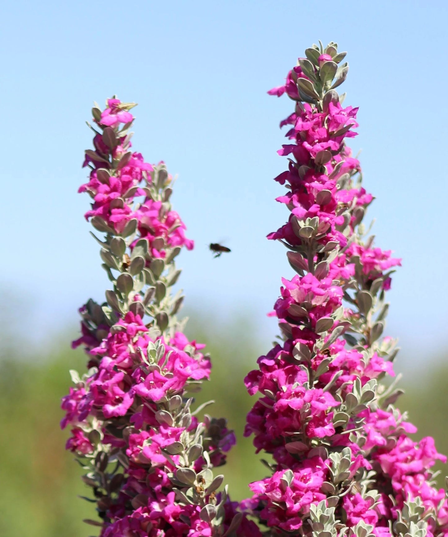 Dwarf Texas Sage Live Plants (5-9") - Pack of 2 (Two) - Leucophyllum frutescens 'Compacta' - Drought Tolerant Silver Shrub - Compact Purple Blooming Barometer Bush
