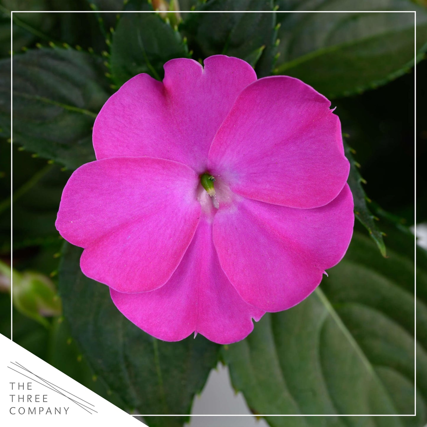 Live Flowering New Guinea Impatiens - Shades of Purple (3 Plants Per Pack) - Beautiful Shade Flowers - 12" Tall by 5" Wide in 1 Qt Pot