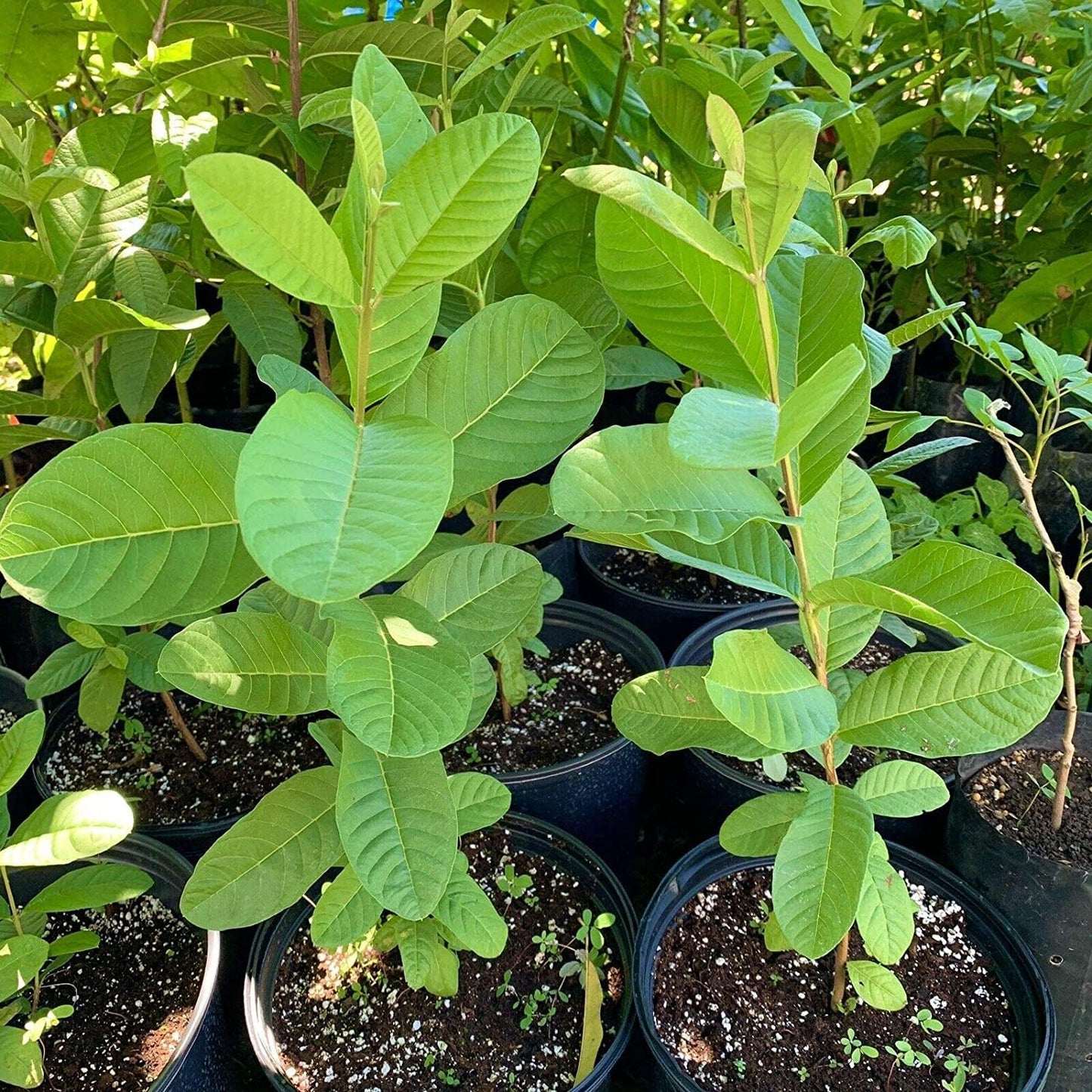 seedless Guava Tree (Psidium guajava) Tropical Live Plant 1’-2’