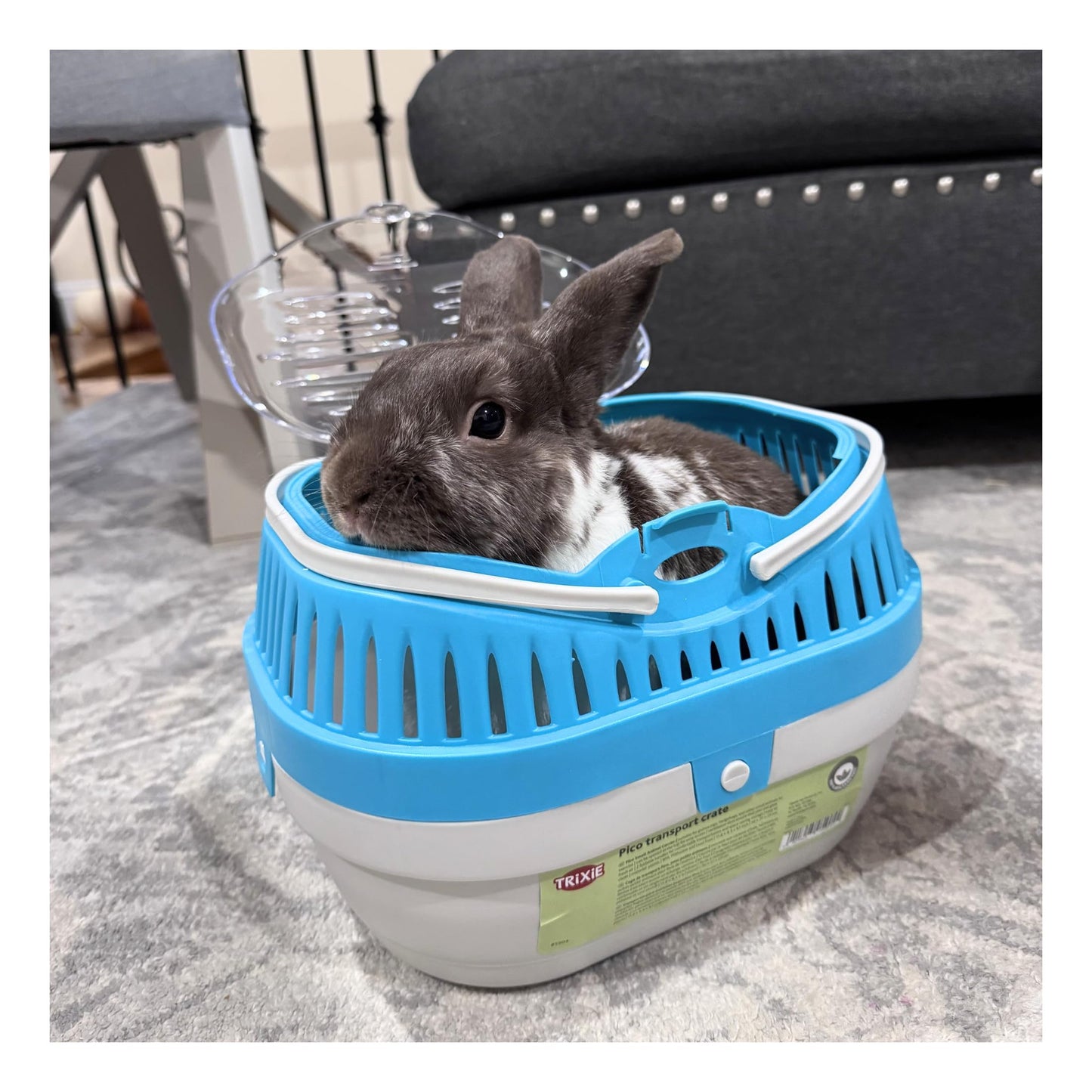 Trixie Pico Transport Box for Pet, 30 x 21 x 23 cm (Colour Assorted)
