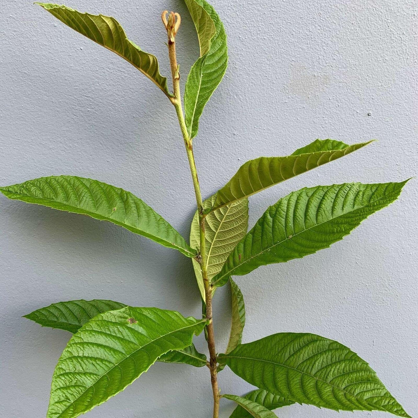 Live Plant - Loquat (Eriobotrya Japonica) Tropical Live Fruit Tree 1’-2’