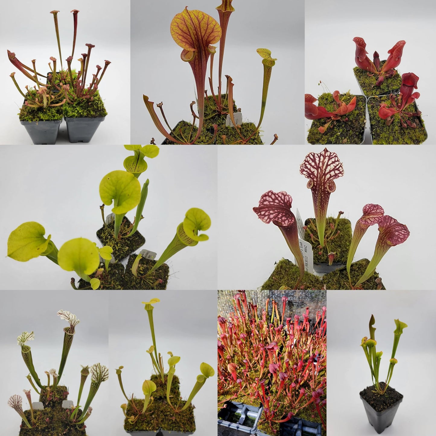Velvet Trumpet Pitcher Plant - 1 Live Starter Plant - Sarracenia - Beautiful Colorful Easy Care