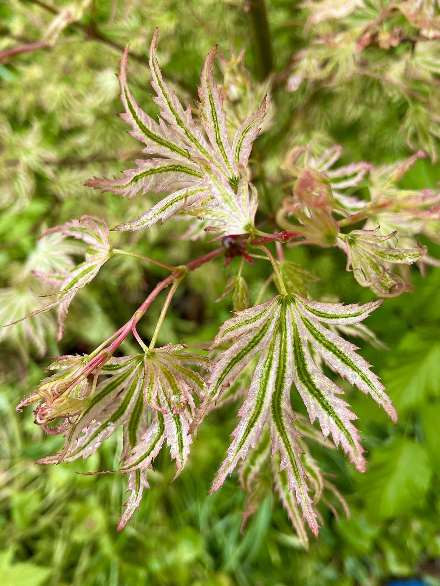 Ikandi Dwarf Variegated Japanese Maple 2 -Year Plant