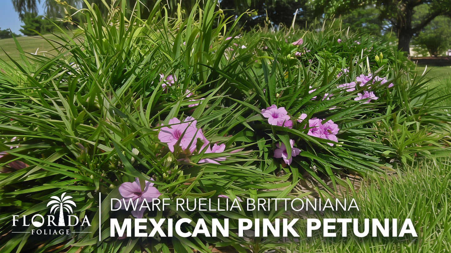 Katie's Dwarf Mexican Petunia Pink | 10 Live Plants | Ruellia brittoniana | Compact Flowering Perennial | Low Growing Pollinator Favorite for Walkways Borders Containers Landscaping