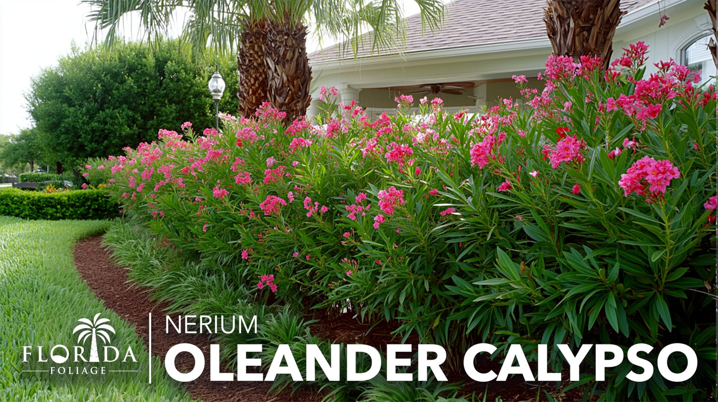 Oleander Calypso Nerium | 3 Extra Large Trade 3 Gallon Plants | Drought Tolerant Shrub, Tropical Flowering, Evergreen Landscaping, Fast Growing Outdoor Garden, Low Maintenance, Vibrant Pink Blooms