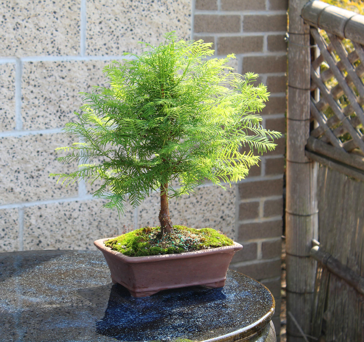 Brussel's Bonsai - Live Dawn Redwood Bonsai Tree in Ceramic Bonsai Pot, Outdoor Bonsai Tree Live Plant, 3 Years Old, 14-20 Inches Tall, Easy Care Bonsai for Patio Garden (Medium)