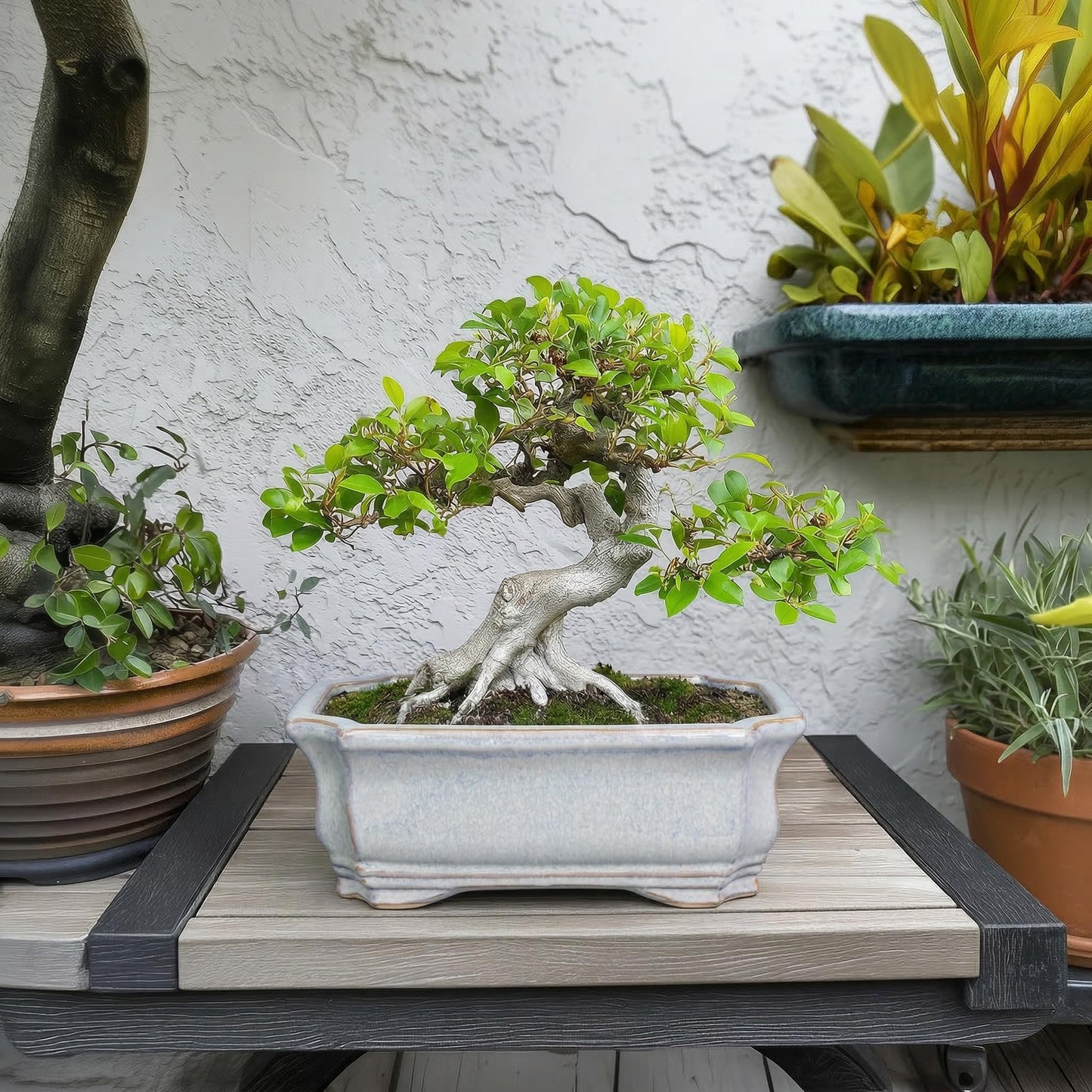 Teagas Ceramic Bonsai Planter - 11.6 Inch Bonsai Tree Pots for Succulent Plants, Succulent Planters with Drainage Hole, Shallow Decorative Planter, House Decor, House Warming Gifts, Rectangular Grey