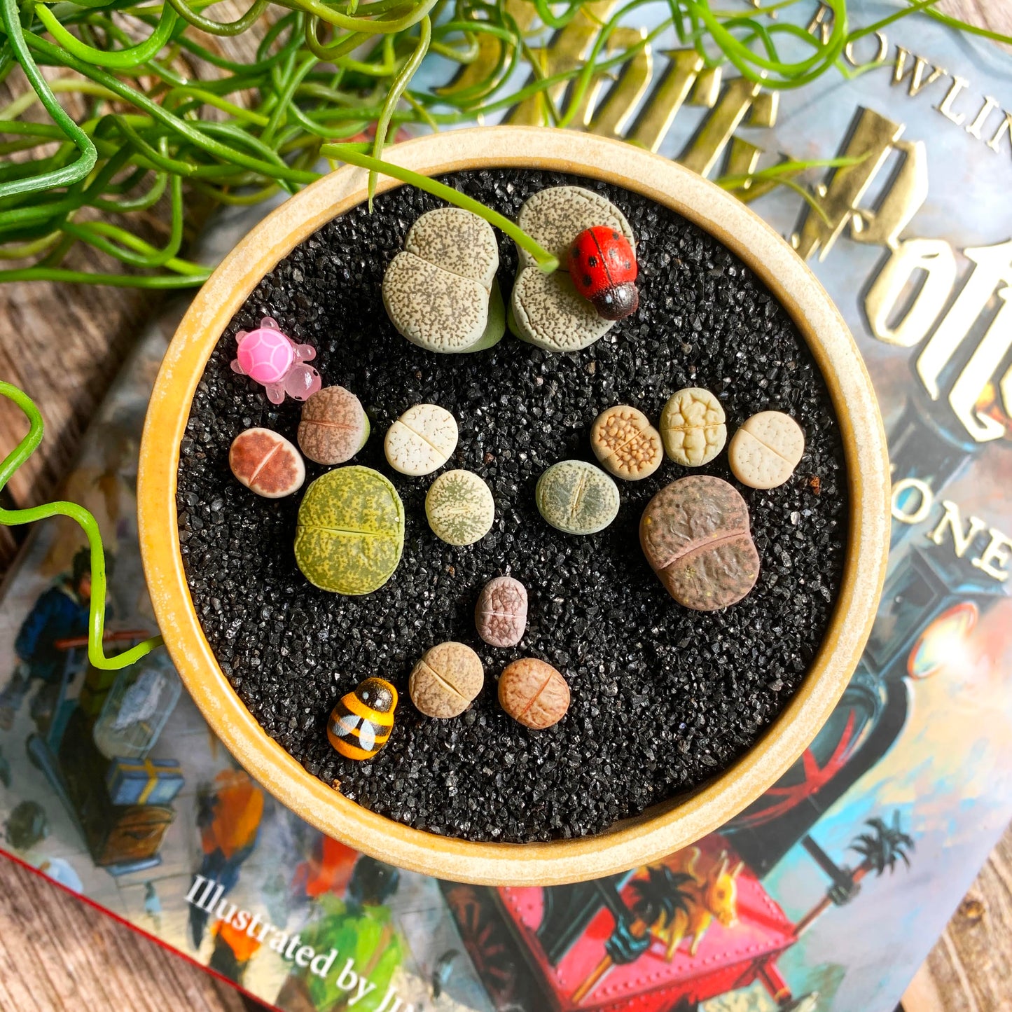 Lithops Random Mix Rare Live Succulent Plants, 30/50/100 Pcs Succulent Live Plant, Bare Root Without Pot Soil, Garden Indoor Office, Friend Plant Lovers Gifts (Normal 100pcs)