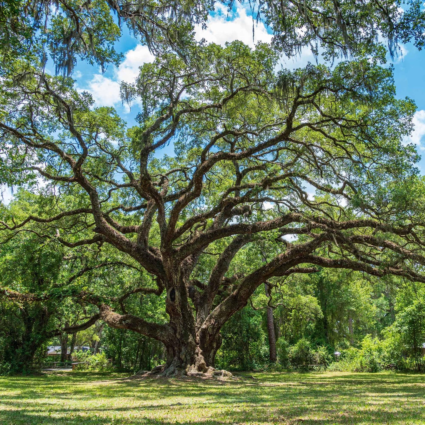 Perfect Plants Southern Live Oak in 1 Gallon Pot | Live Tree for Outdoor Planting | Fast Growing Shade Tree | Majestic Towering Landscape Oak | Green Leaf Canopy | Zones 7-10