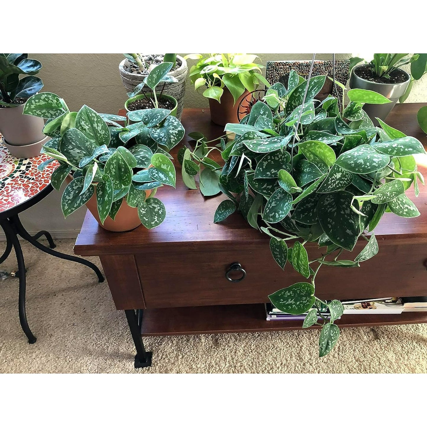 Scindapsus Pictus 'Exotica' | Live Plant for Indoor & Outdoor | for Living Room, Office, Bathroom | (6" Pot)