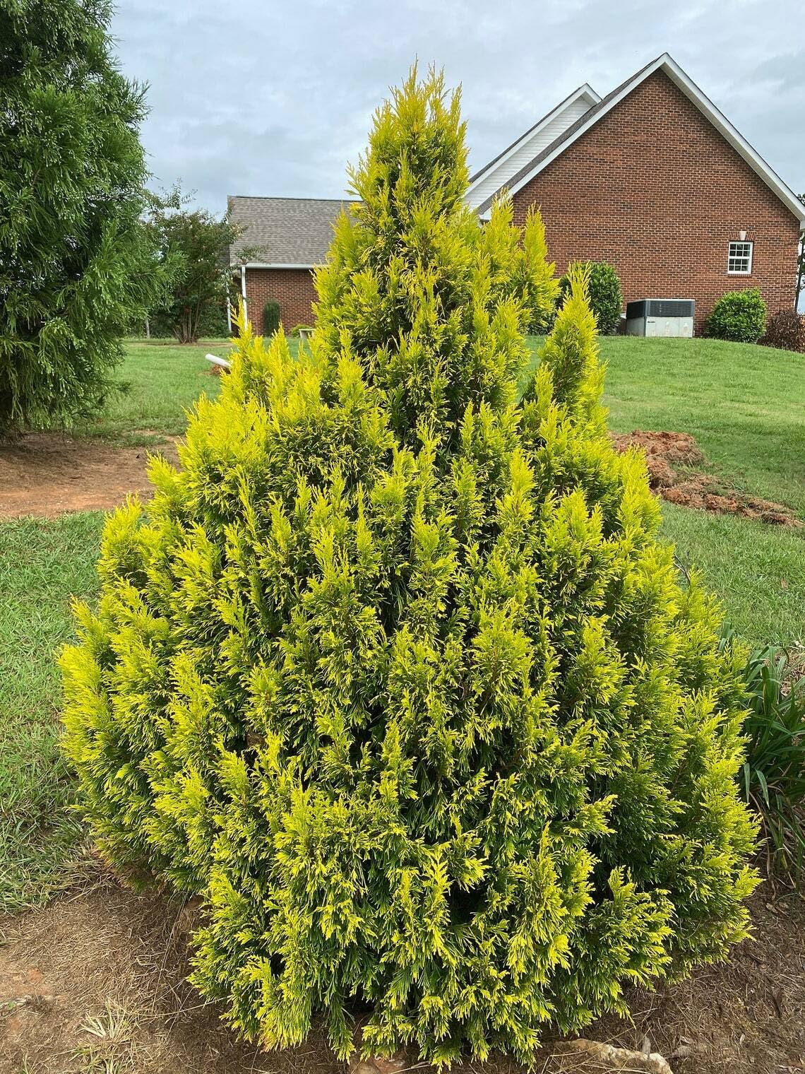 Live Plant - Golden Thuja Arborvitae Shrub/Tree - Live Plant, 8-14" Tall Seedling - Quart Pot