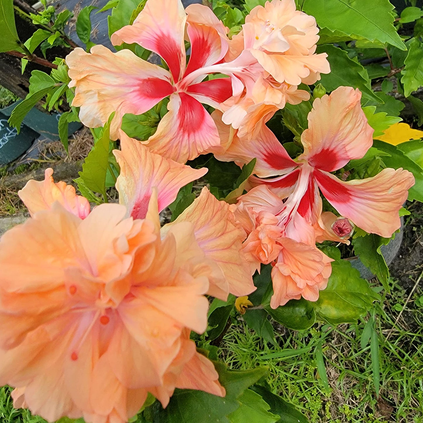 Peach Lions Tail El Capitolo Sport - Tropical Hibiscus rosa-sinensis - Live Plant - Unusual Double Orange Pom Pom Flower - Emerald Goddess Gardens - Starter Sz 4 Inch Pot