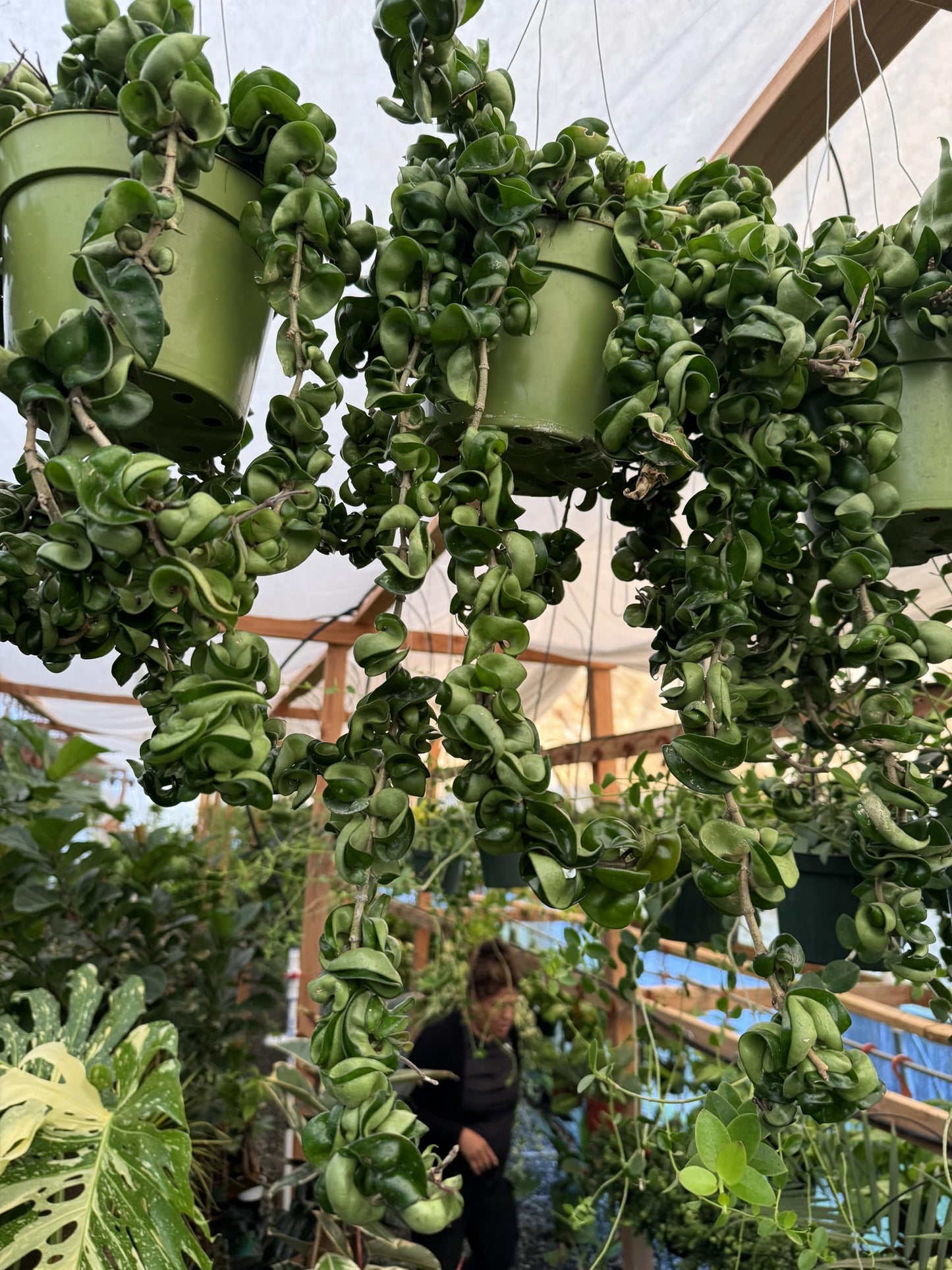 Hoya Hindu Rope (Carnosa Compacta) Healthy Rooted Plants in a 6in Hanging Basket Easy to Take Care