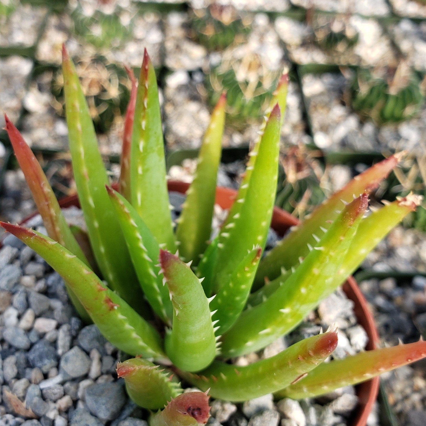 Aloe Vera chinensis Cacti Cactus Succulent Real Live Plant