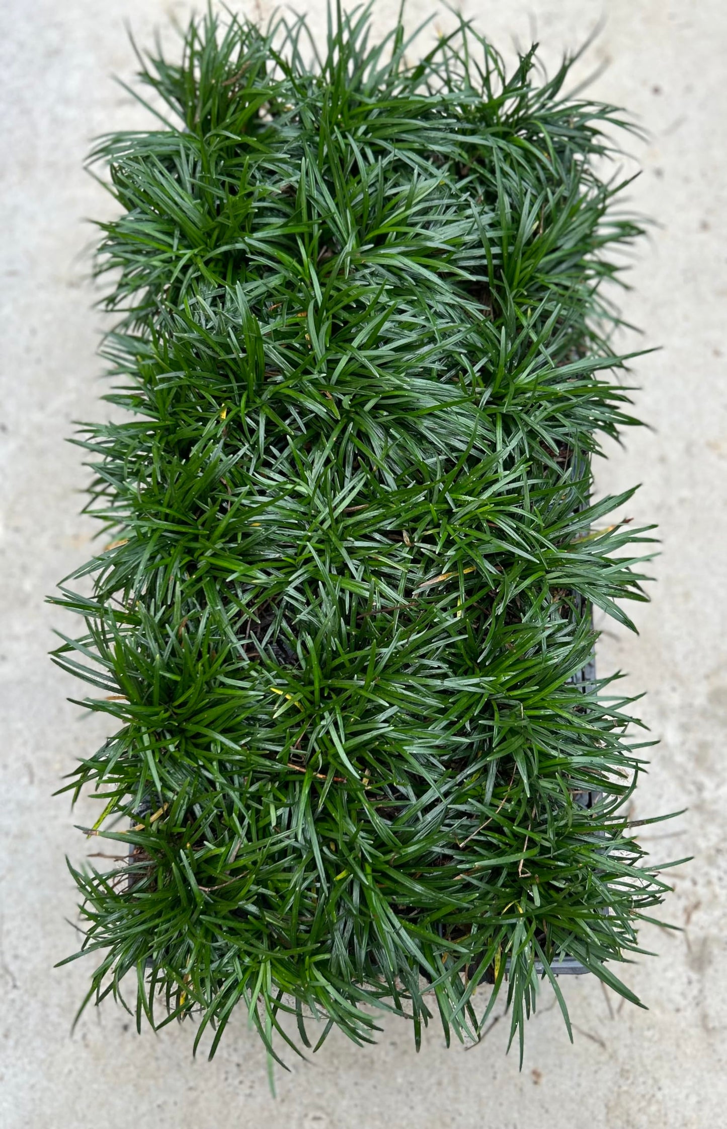 Dwarf Mondo Grass, (Ophiopogon japonicus) 'Nanus', 4-6 Inches Tall 18 Count, 3-inch pots