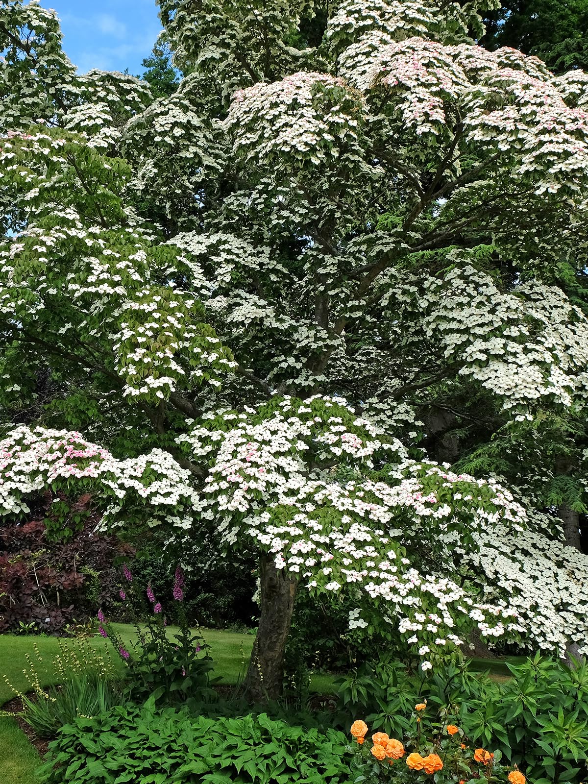 Aurora White Kousa Dogwood Tree, Stunning Bloom Beauty, Year-Round Appeal, 2-3 ft Tree Height, 3 Gallon Nursery Pot (Due to Agricultural Laws, we Cannot Ship to CA, AZ, AK, or HI)