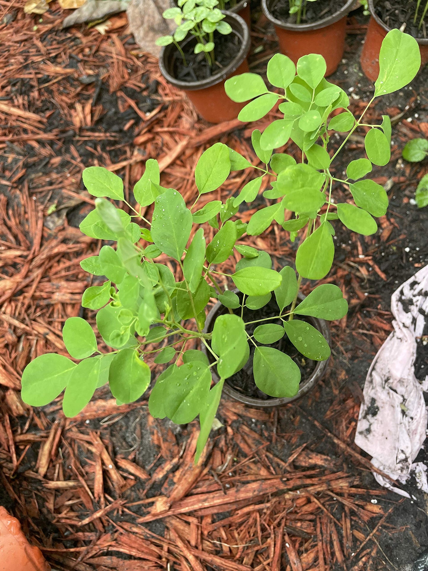 Moringa Plant, Oleifera Seedling 1` Plants, 7 to 9 inches Tall, Miracle Food, Drumstick Tree