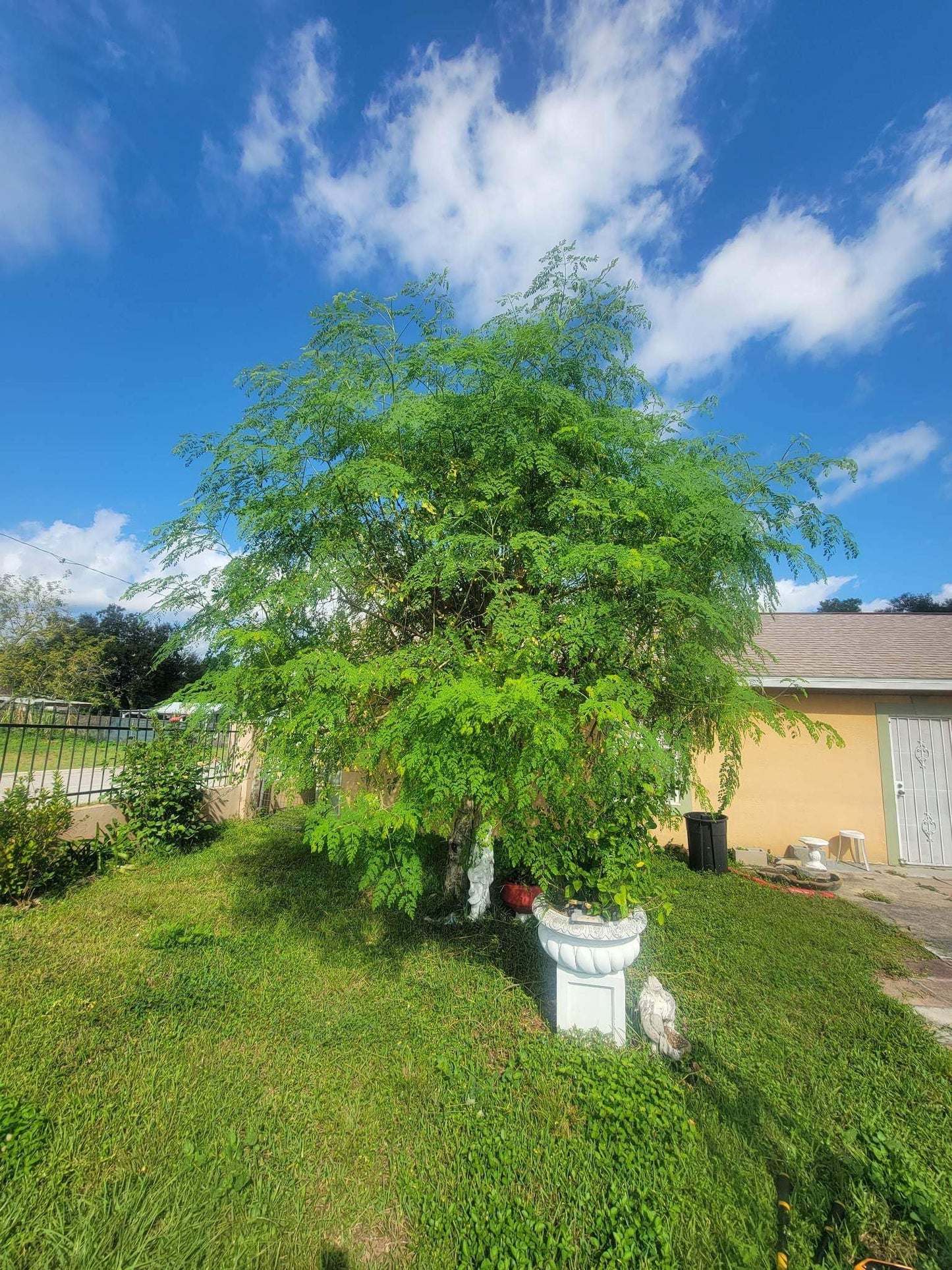 Moringa Tree Live Moringa Plant with Moringa Seeds, Non GMO, Organically Grown Moringa Tree Seedling with Moringa Seeds, Live Moringa Plant