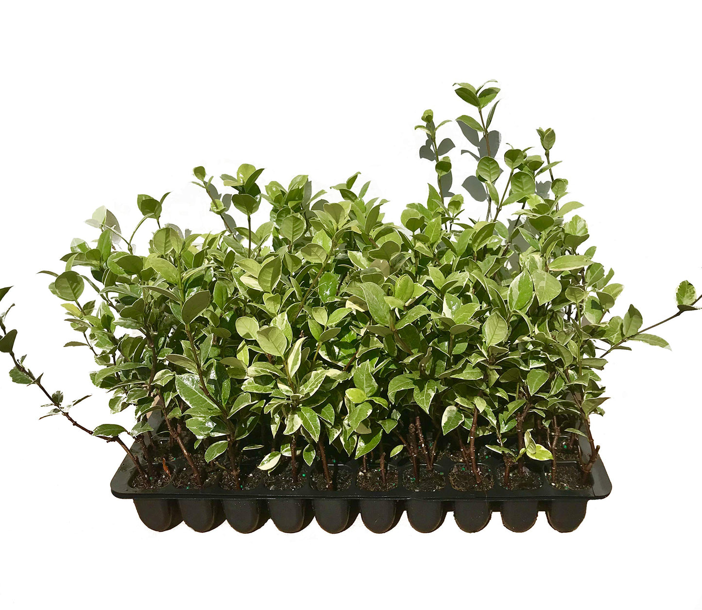 Confederate Jasmine Variegated - 3 Live Plants - Trachelospermum Jasminoides Variegatum - Fragrant Blooming Evergreen Vine