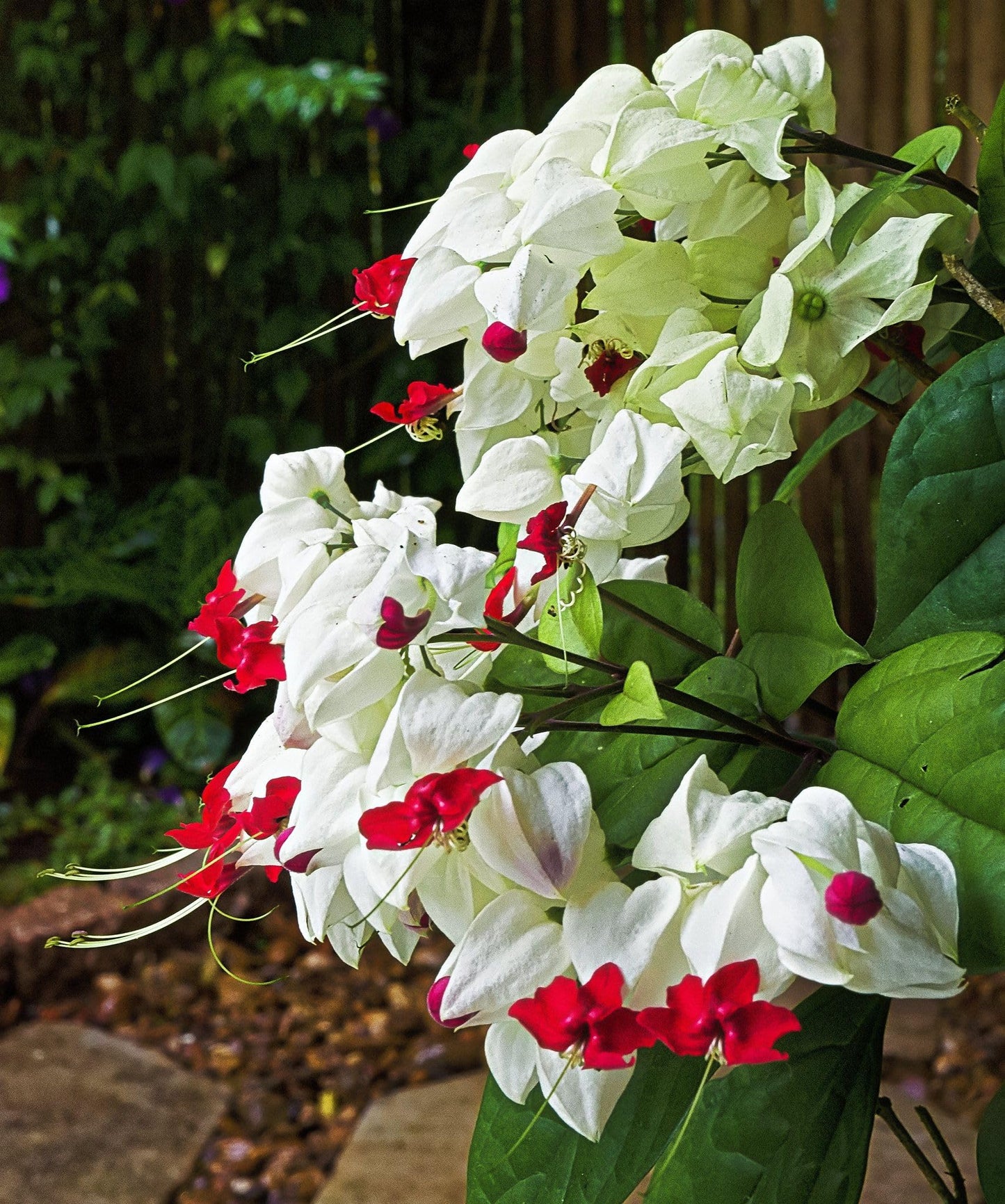 Bleeding Heart Plant Live | 3 to 4 Inch Tall | Clerodendrum Houseplant with White Blossoms, Ready for Plant Outdoor Garden or Patios, Pot Not Included