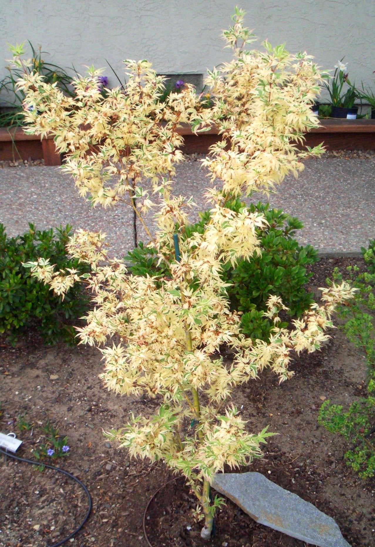 Butterfly Japanese Maple - Pink Cream & Green Leaves 1 Live Plant