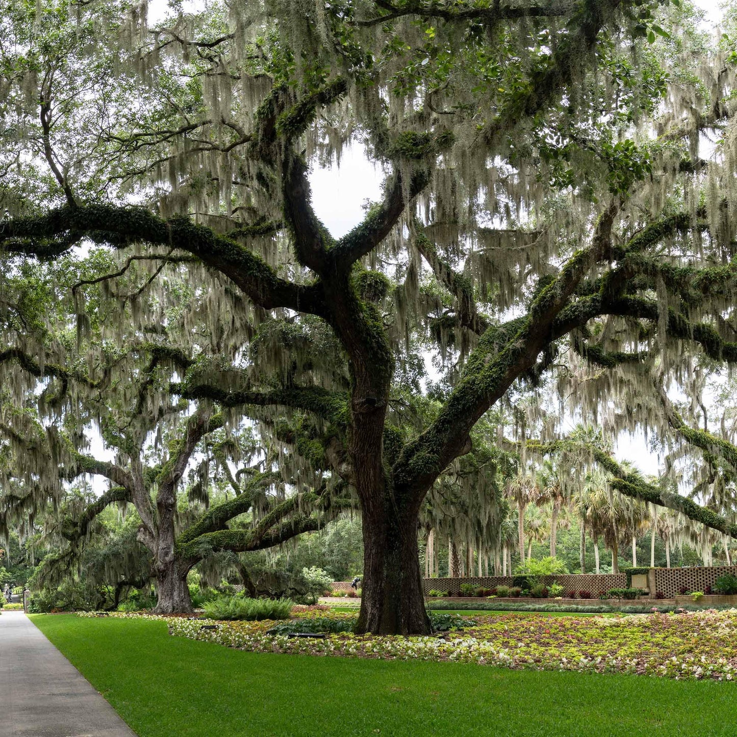 Perfect Plants Southern Live Oak in 1 Gallon Pot | Live Tree for Outdoor Planting | Fast Growing Shade Tree | Majestic Towering Landscape Oak | Green Leaf Canopy | Zones 7-10