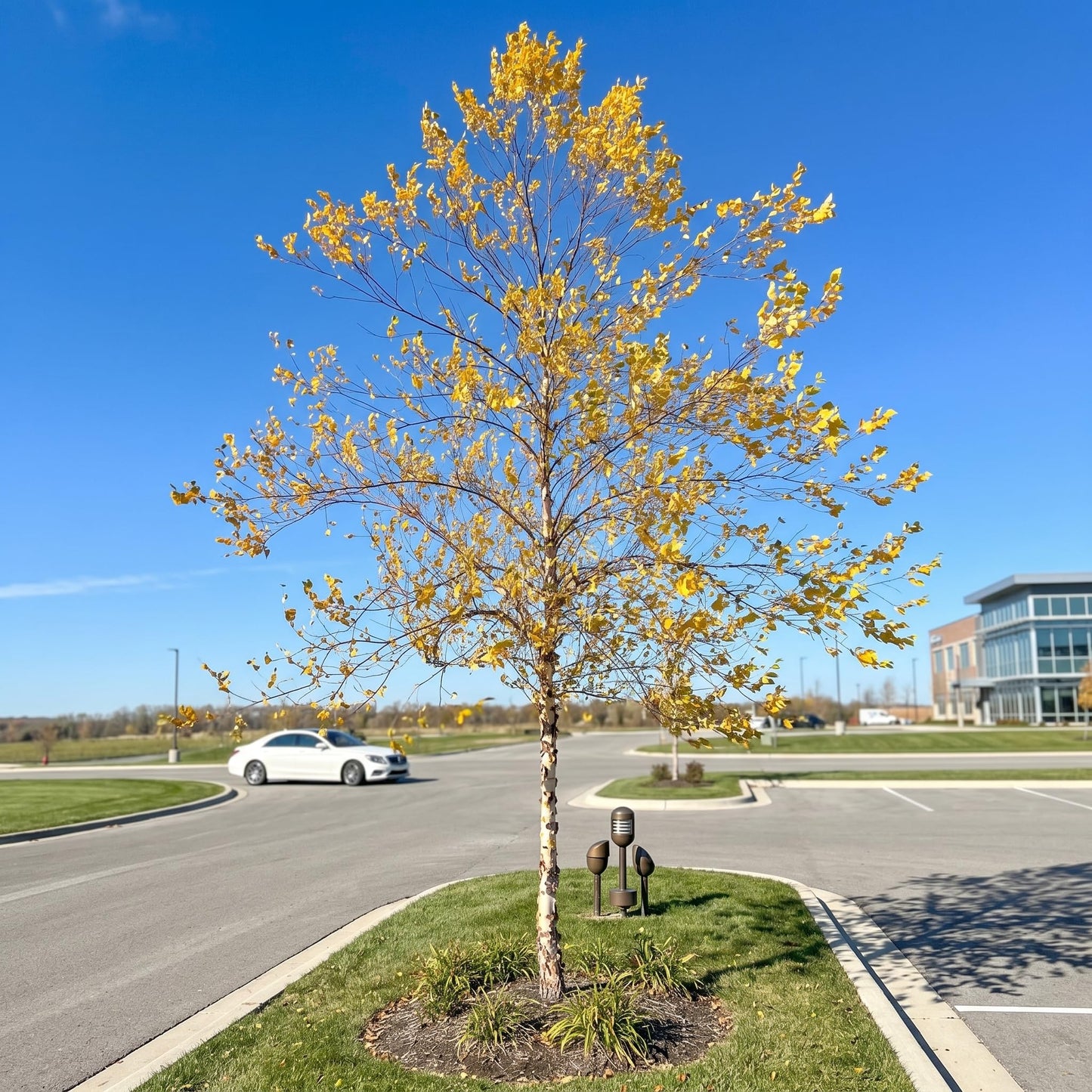 2 River Birch Tree Live Plants, Single Stem Tree in Quart Pot, Low Maintenance, Fast Growing Betula Nigra, Hardy Landscape Trees for Yard and Garden