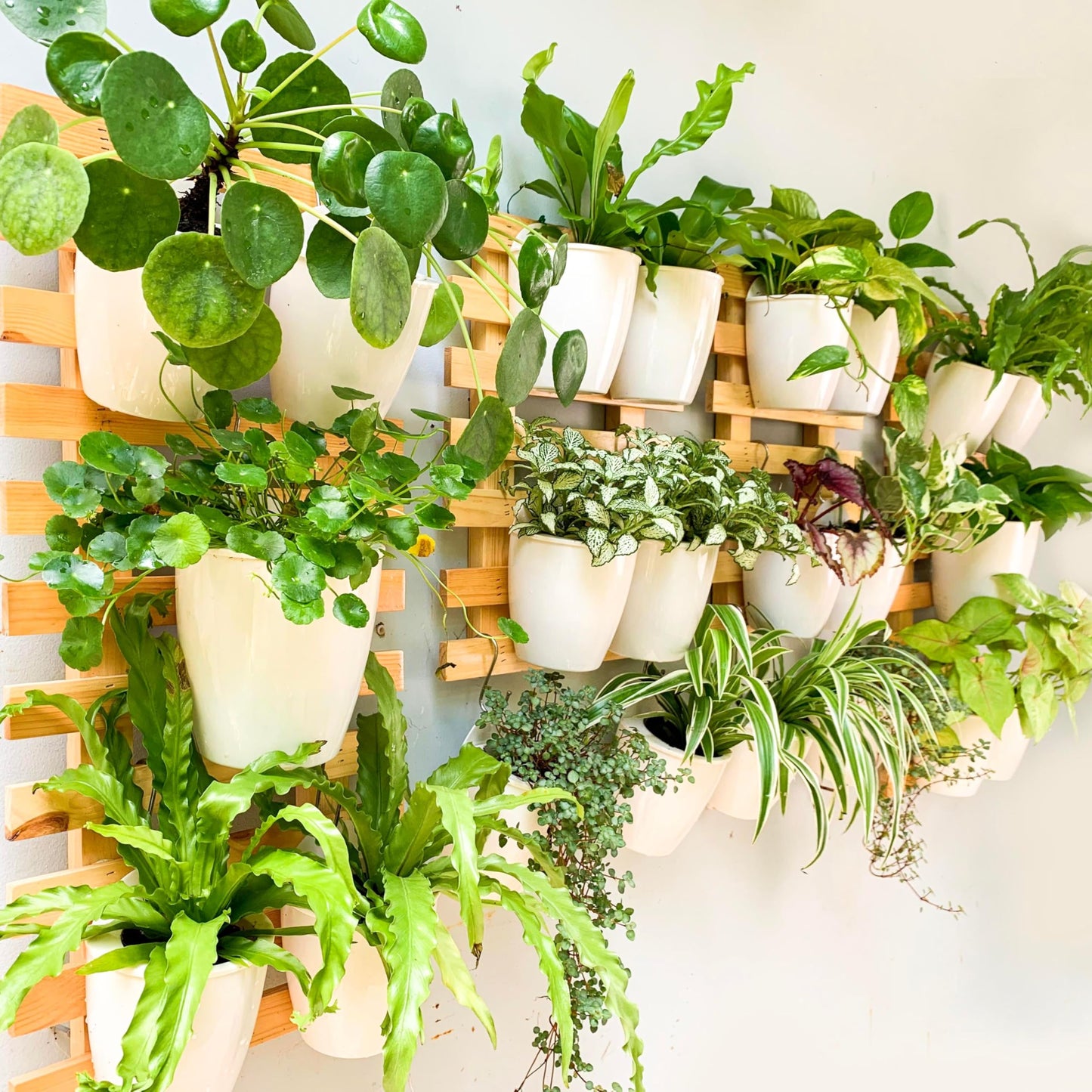 LáLáGreen Wall Planters for Indoor Plants - 10 Pack, 4 Inch Self Watering Planters and Pots, White Wall Mount Planter Plant Holder, Modern Hydroponic Wall Pots Vertical Living Plant Garden Decor