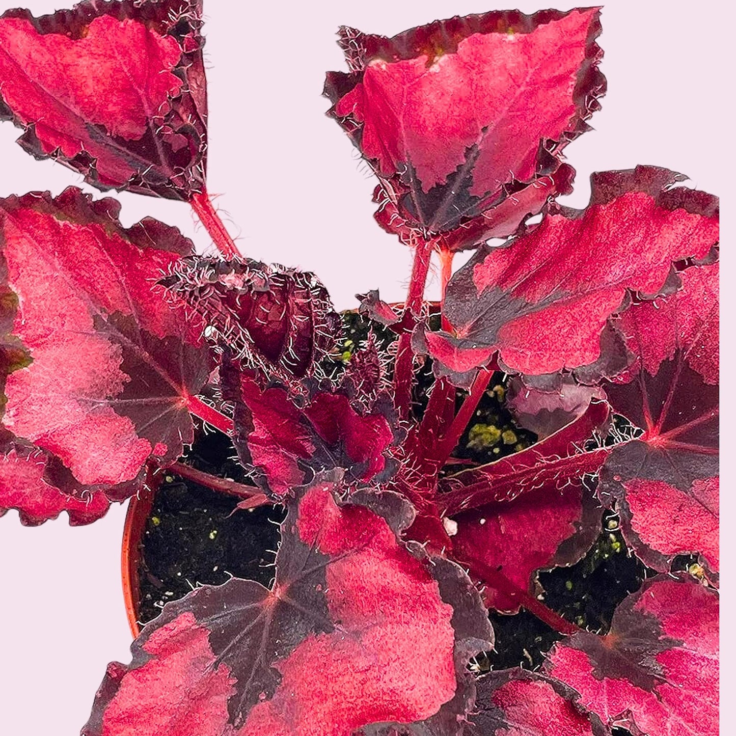Harmony Foliage Harmony's Red Robin, Begonia Rex, Dark 4 inch Painted-Leaf Begonia, Variegated