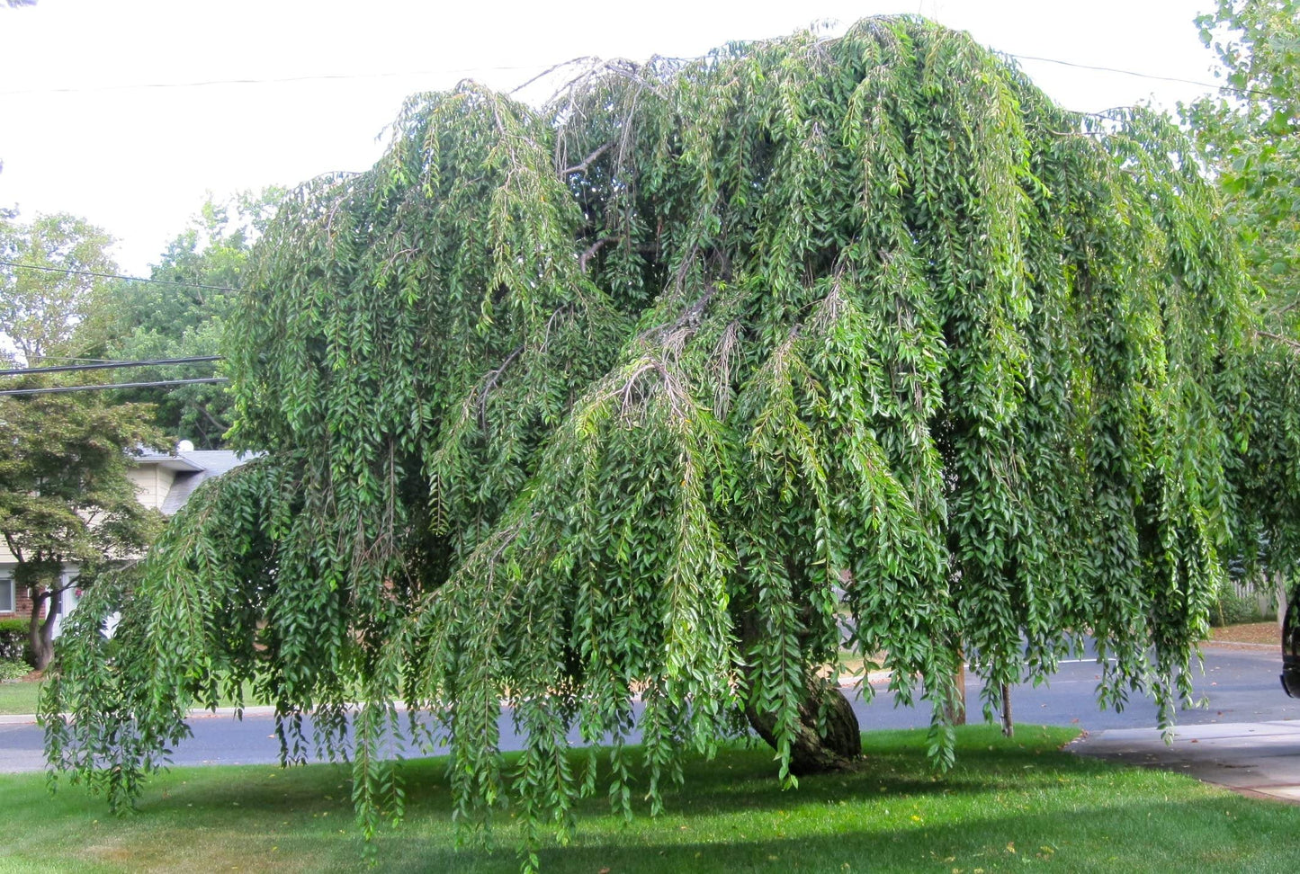 Shidare Yoshino Japanese Weeping Cherry - White Flowering Tree - Live Plant Shipped 1 to 2 Feet Tall by DAS Farms