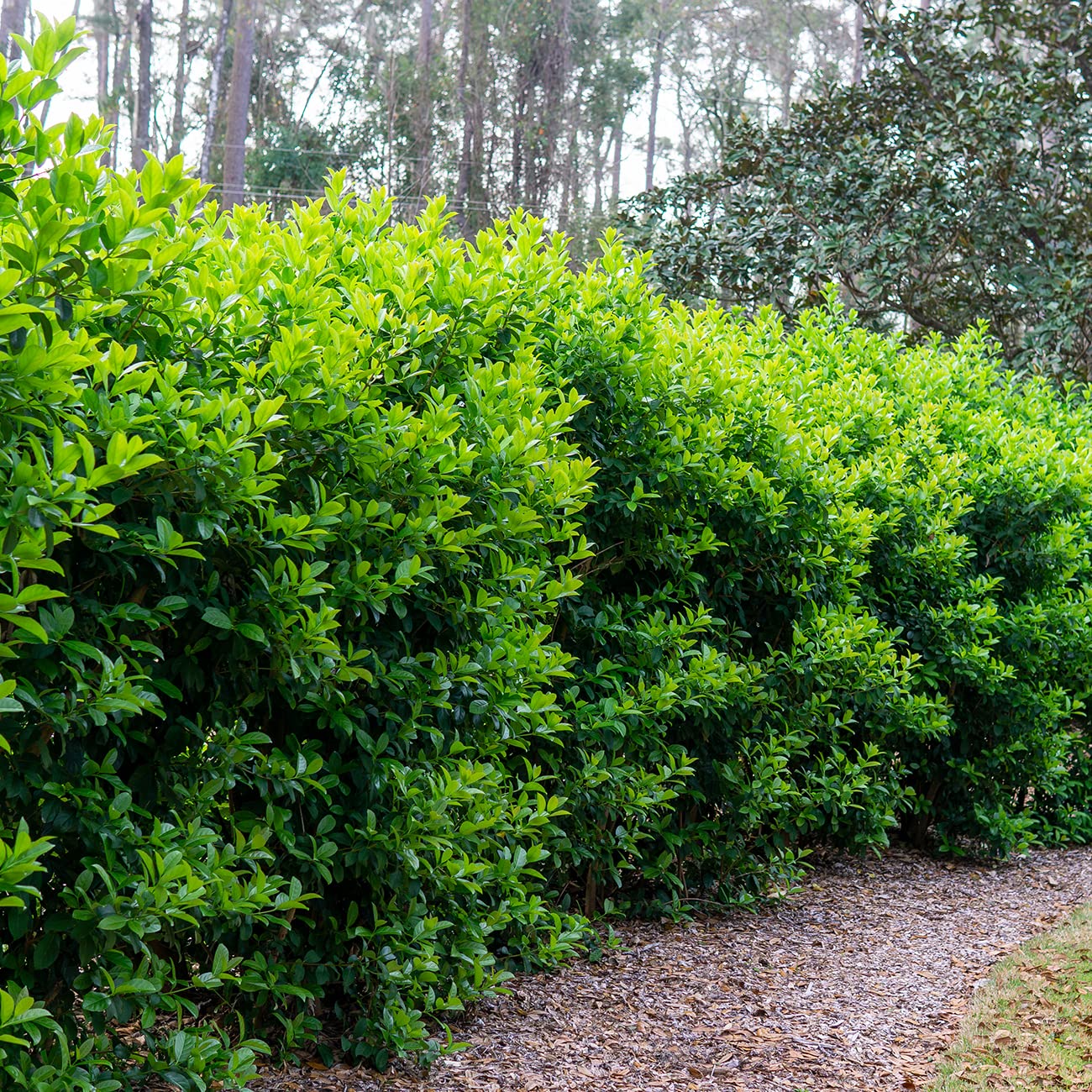 PERFECT PLANTS Sweet Viburnum Shrub 7 Gallon | Live Shrubs for Outdoor Planting | Fast Growing Privacy Hedge | Fully Loaded Flowers Filled with Fragrance